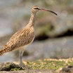 Whimbrel